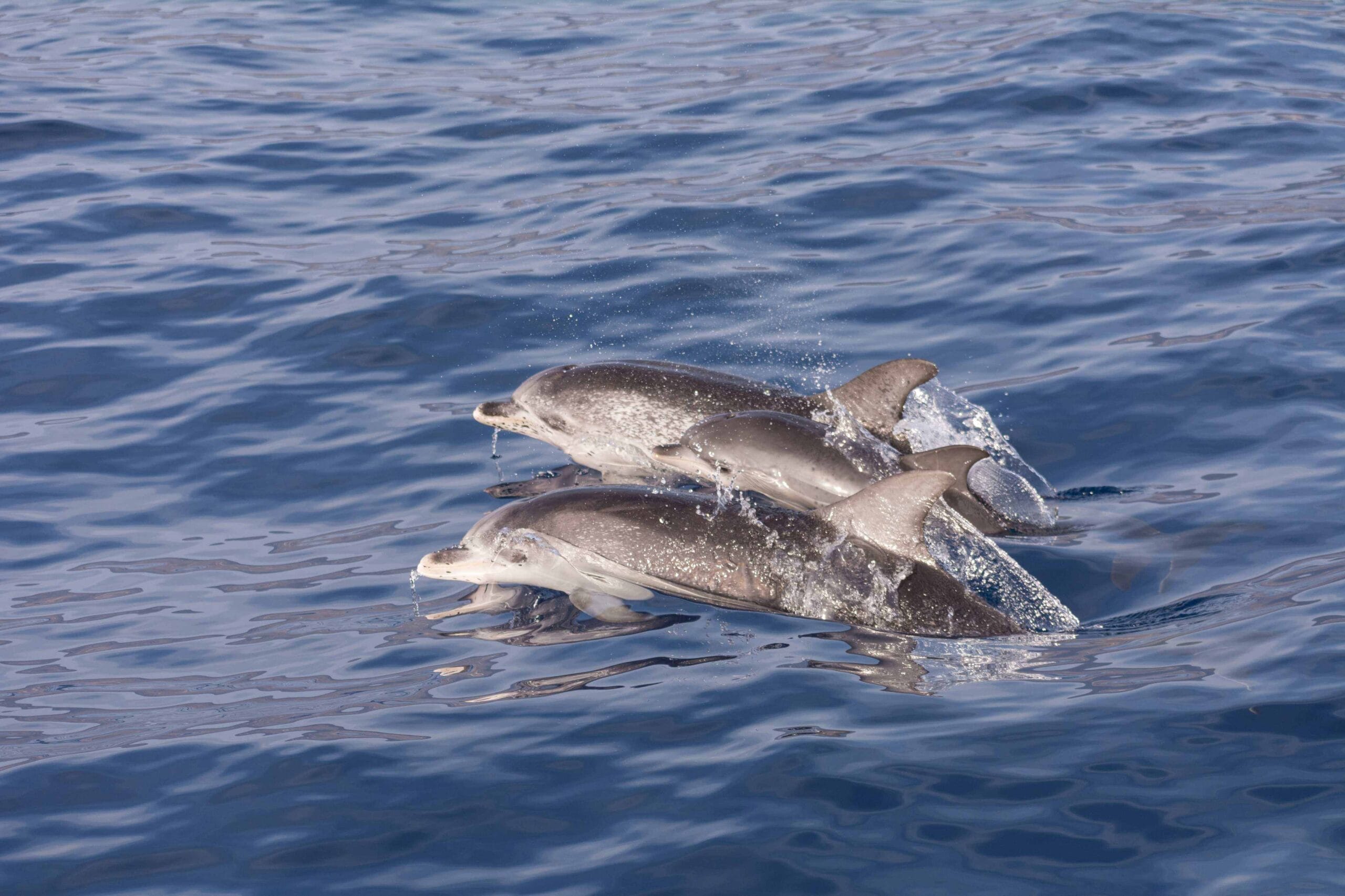 Delfines y ballenas en libertad, el encanto del suroeste de Tenerife